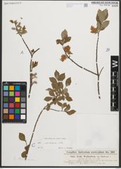 Foto von Salix starkeana Willd.